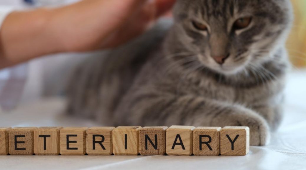 Soyez serein grâce à une assurance animaux couvrant les frais vétérinaires
